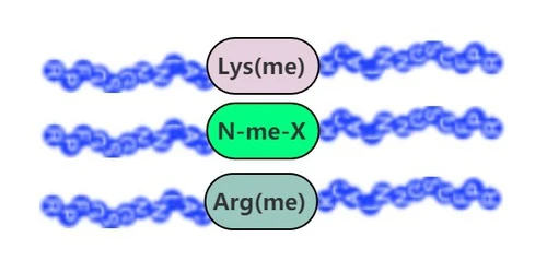 Methylated Peptide